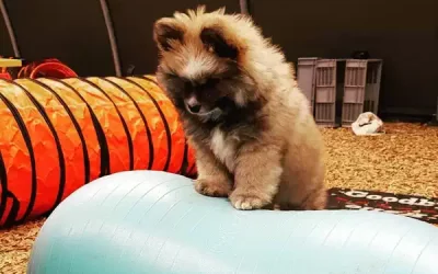 Der Spielplatz für Hundekinder ist eröffnet