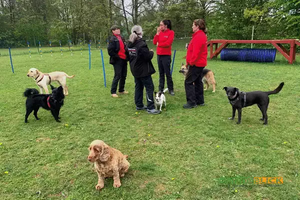 Hundtrainerteam