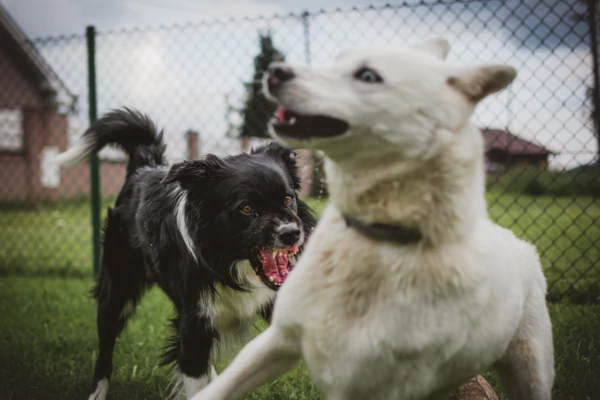 tadeusz-lakota-TuZAfYl6IK4-unsplash60x400