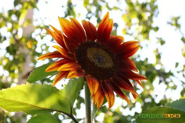 Natur-01