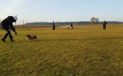 Rückruftraining